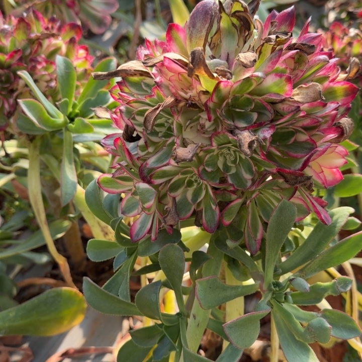 红色的不认识园的