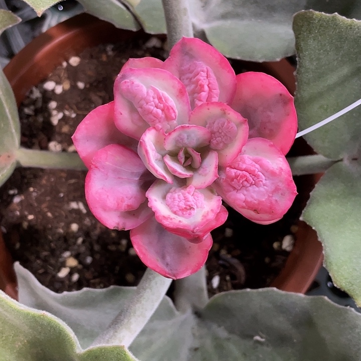 狂野男爵锦一物一拍锦龙