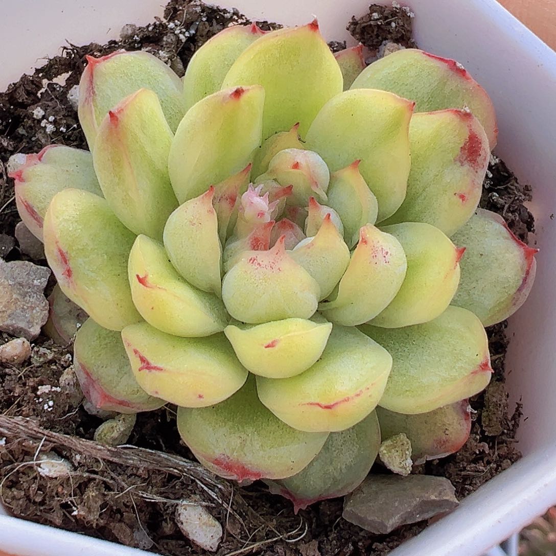 冰天使锦19包邮多肉