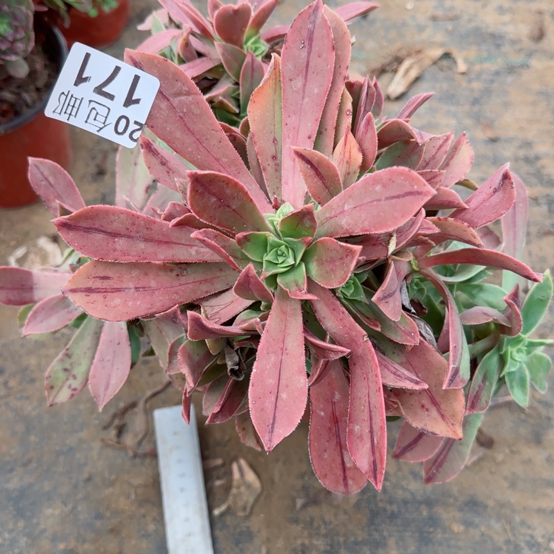 红叶171满20包邮断枝不包