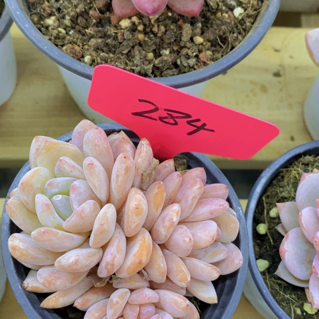 开心多肉，一物一拍，福利