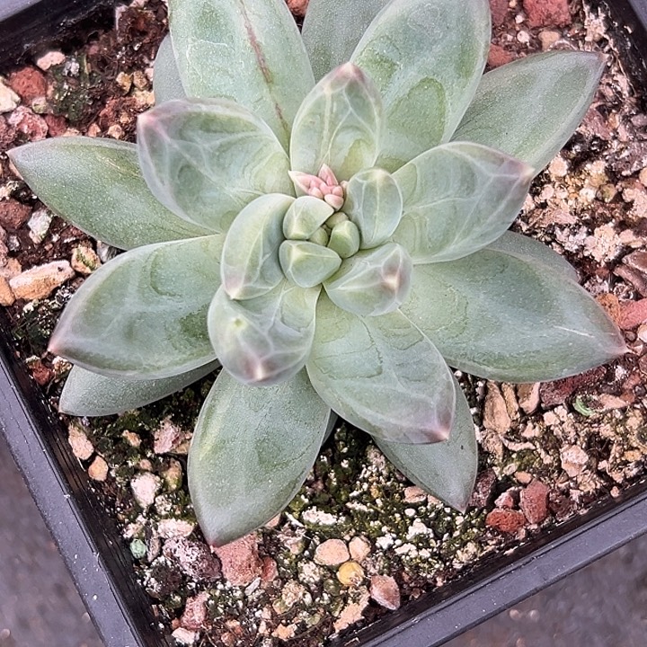 美人单头特价一物一拍