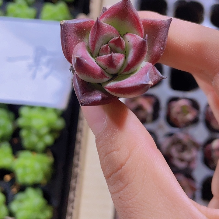 51精品红檀2颗一组