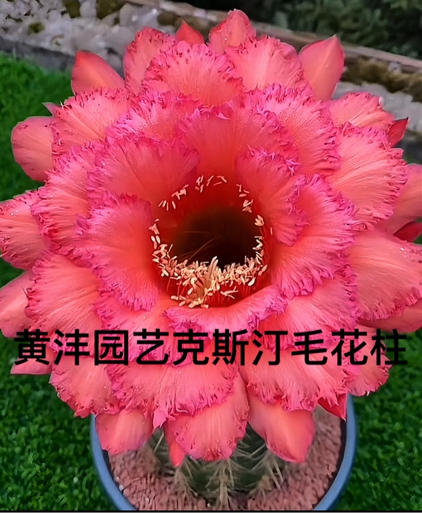 克斯丁毛花柱双头不包公分不包仔脱土发