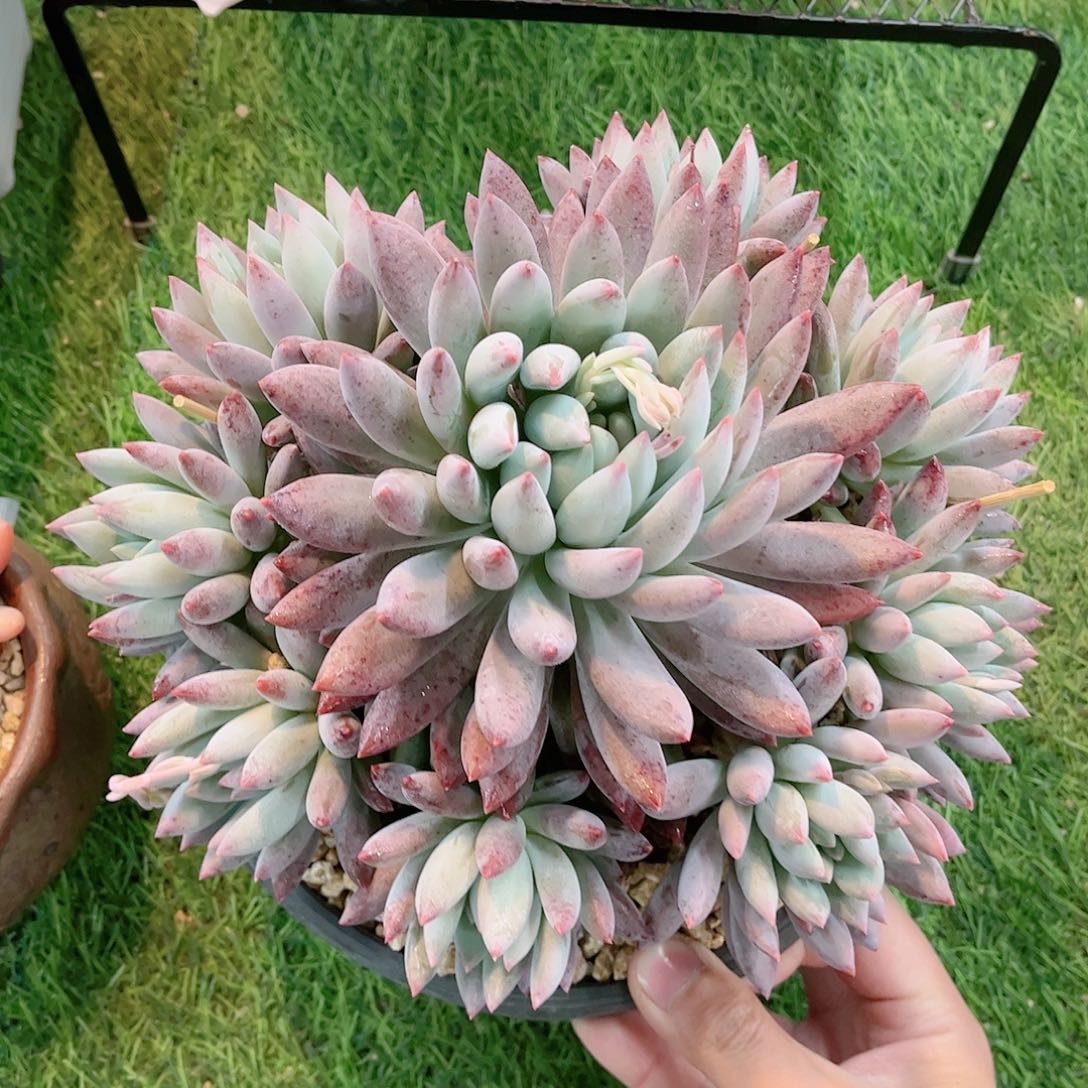 所罗门捧花自然群多肉