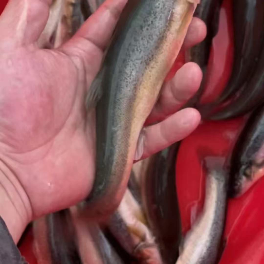 东北冷水柳根鱼三斤包邮