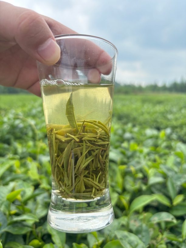 （2025）信阳绿茶毛尖·浉河港龙潭村核心产区一芽一叶口粮茶