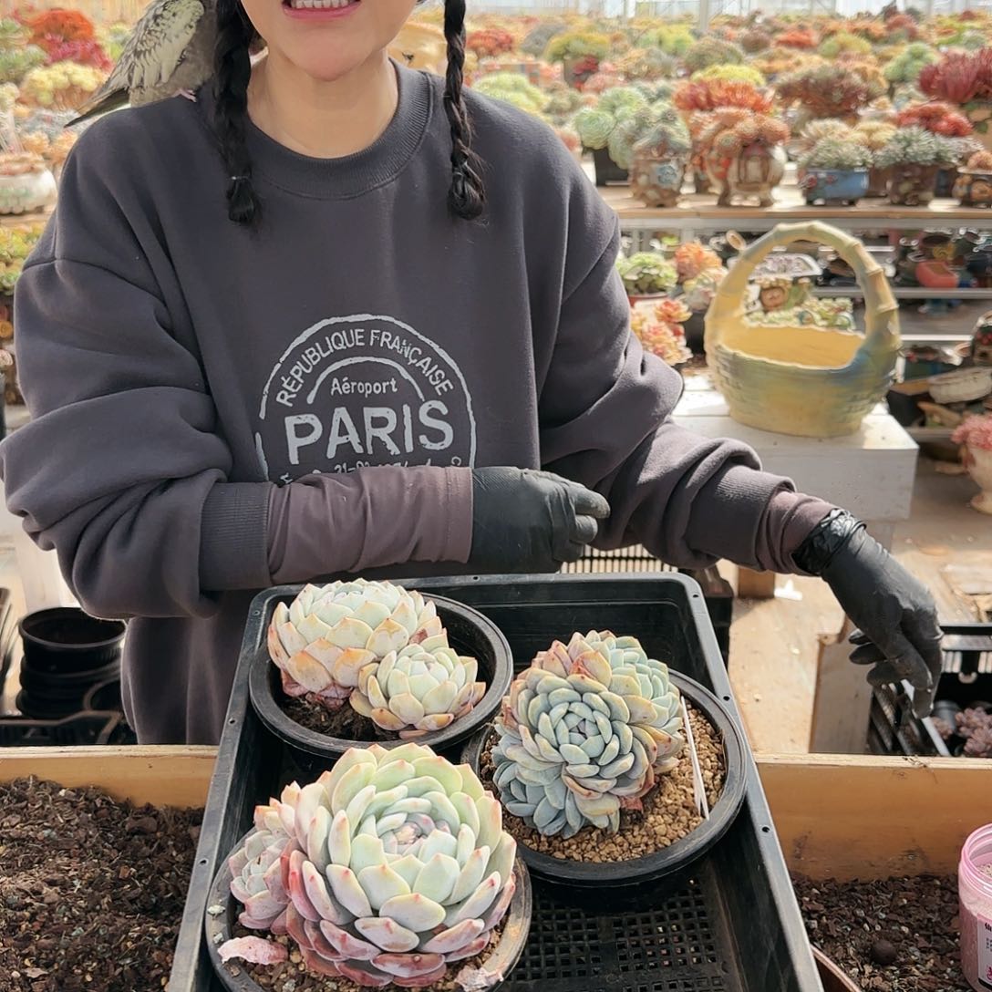 110号3个一组梦露48.8       肉