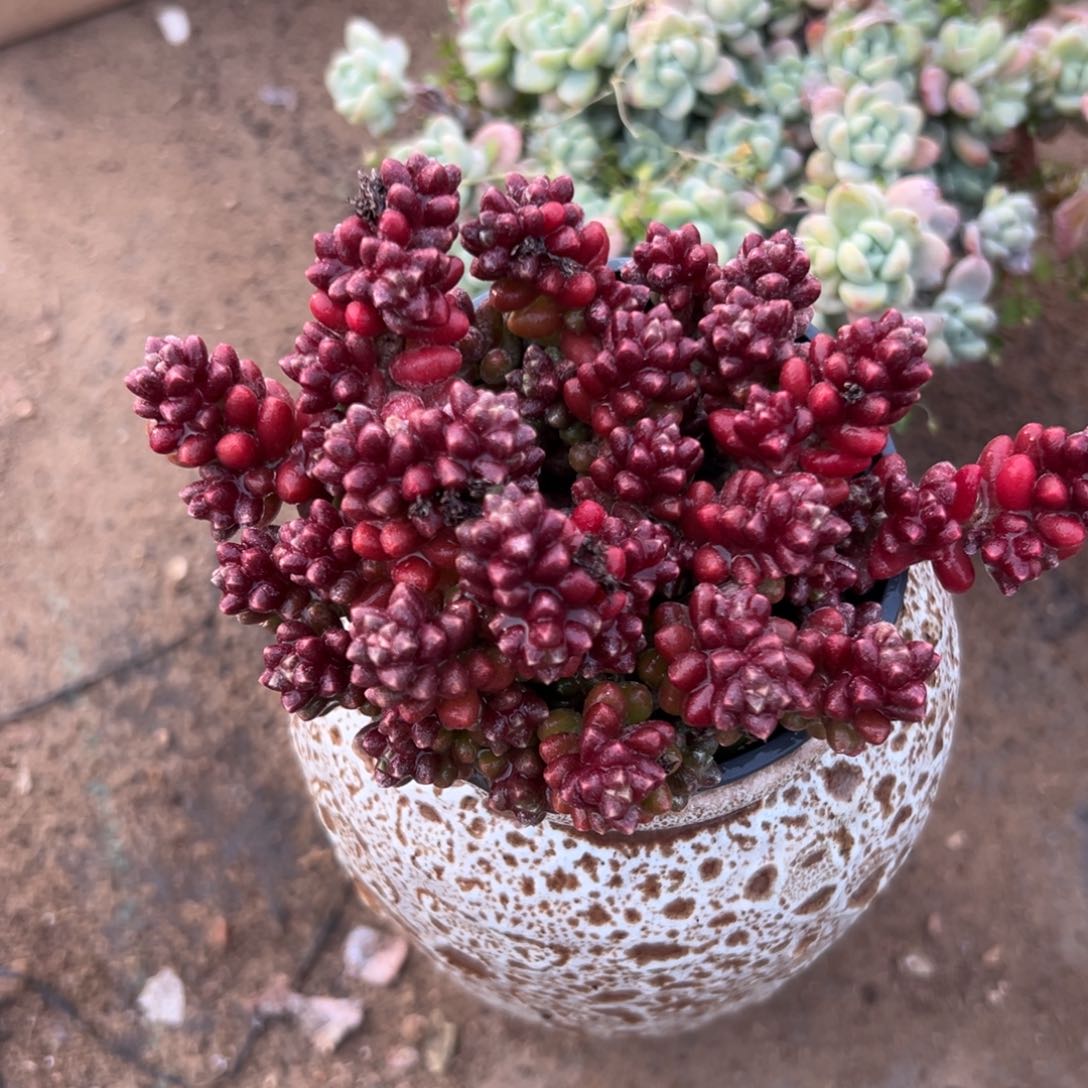 多肉植物多肉植物