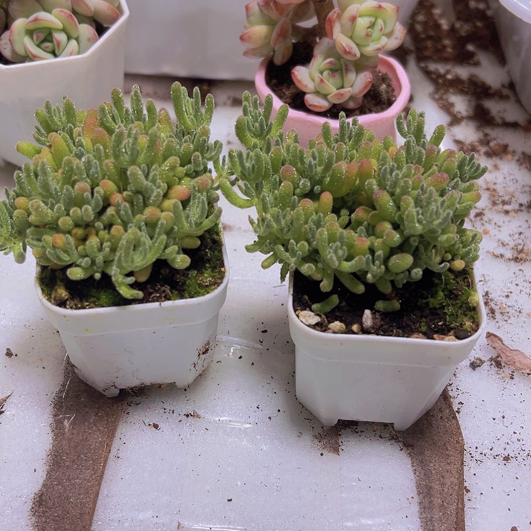 冰水晶枝干19包邮多肉植物