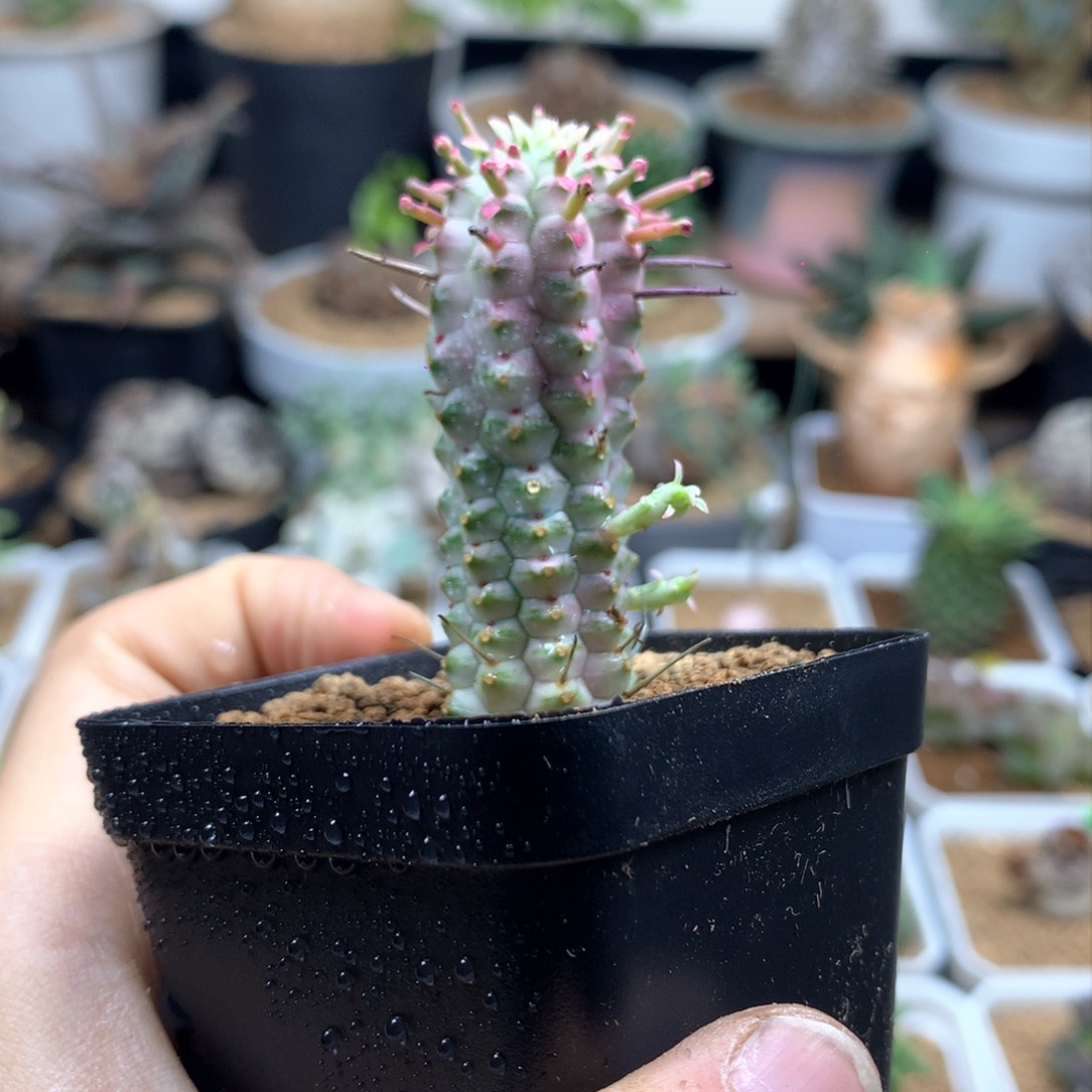 白桦麒麟多肉带盆