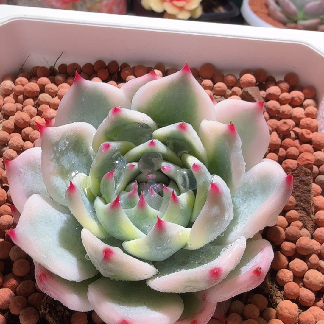 吉娃娃锦，多肉植物