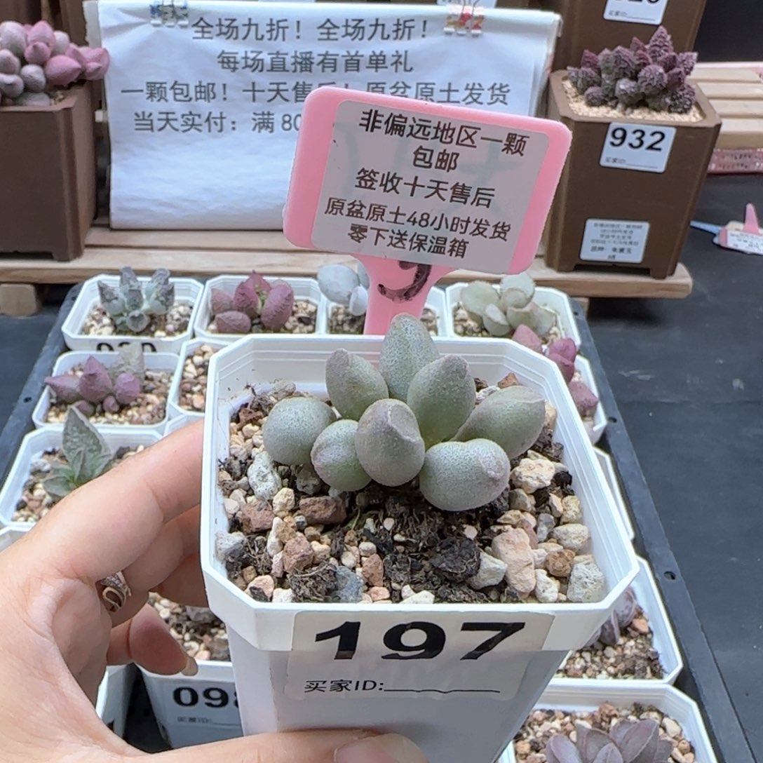 197哈密瓜多肉植物