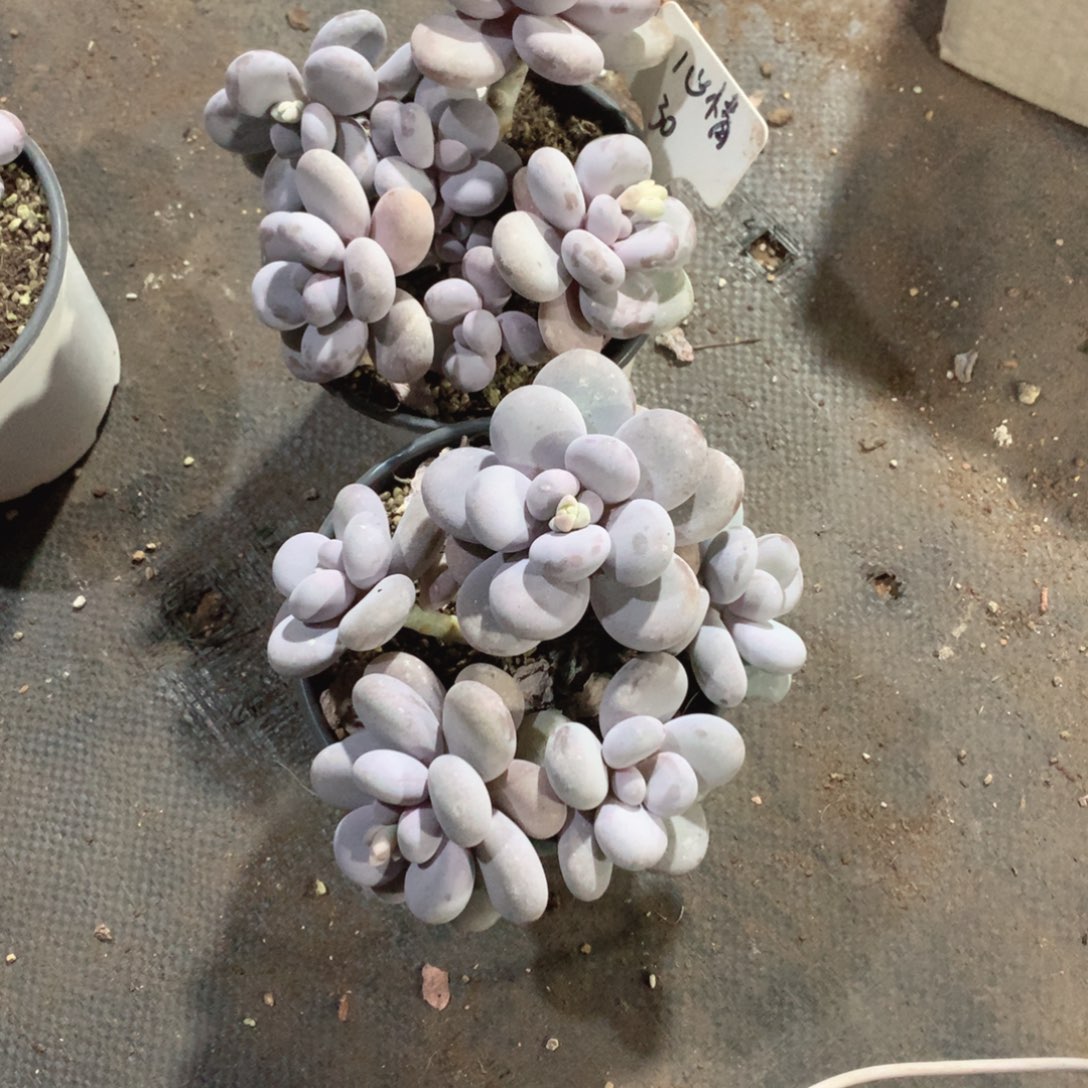 京汉股份需慷慨大方30号2颗奶酪