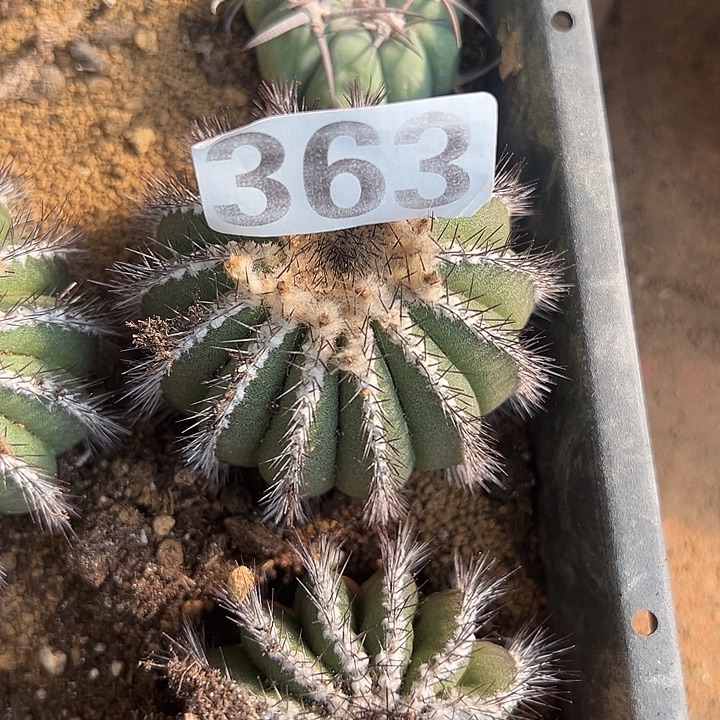 小***鱼363号仙人球开花了