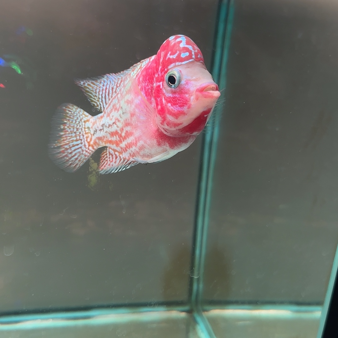 罗汉鱼泰国进口罗汉鱼