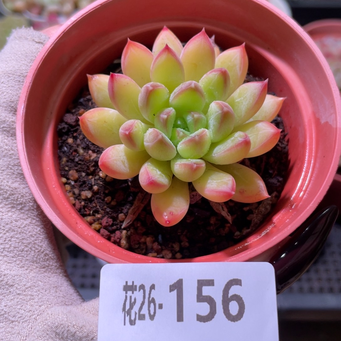 花利美26-156新品