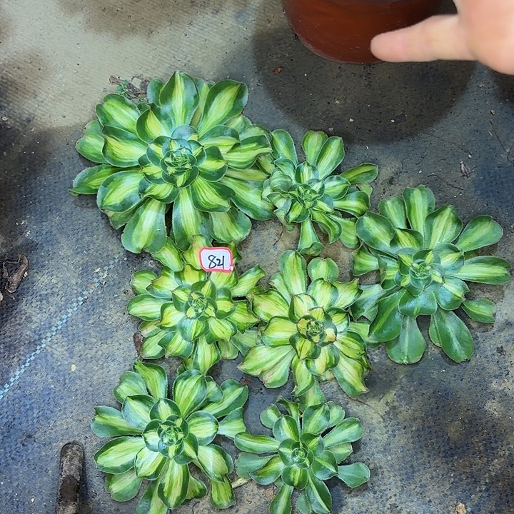 阳***暴君砍头7个多肉法师