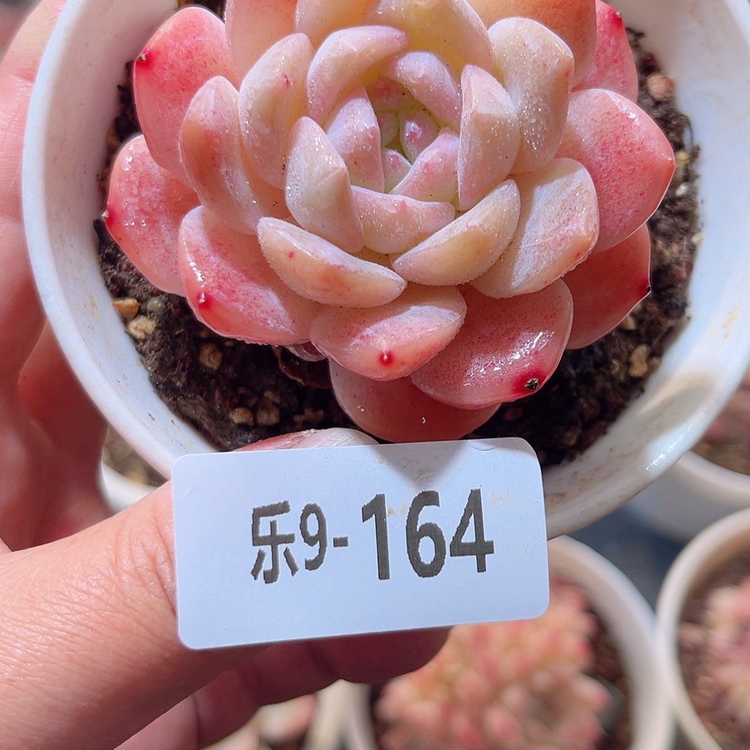 乐9-164 白冰单头 