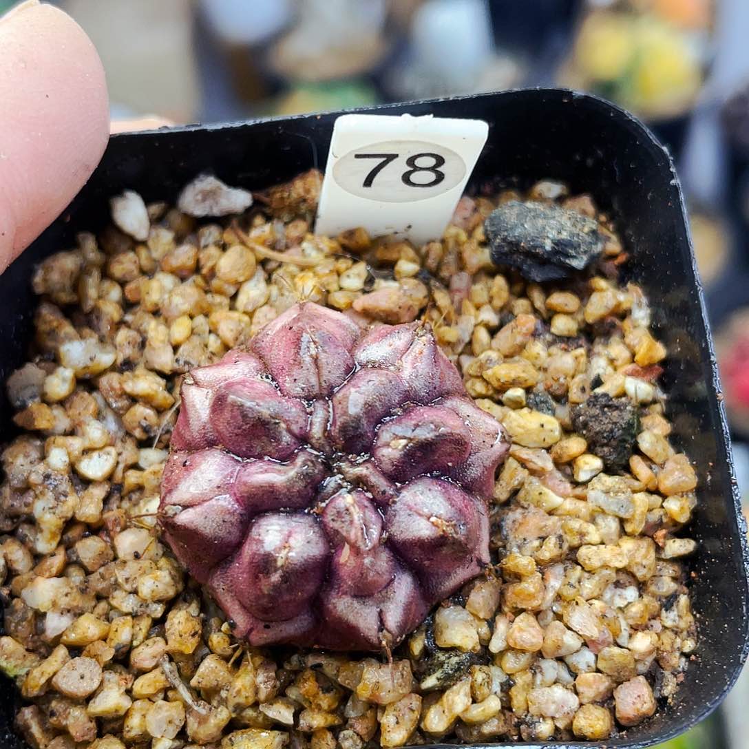 非偏远地区满25包邮仙人球