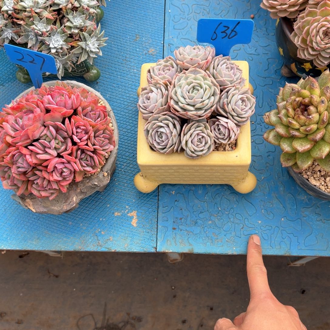 我**鱼636蓝色惊喜多肉