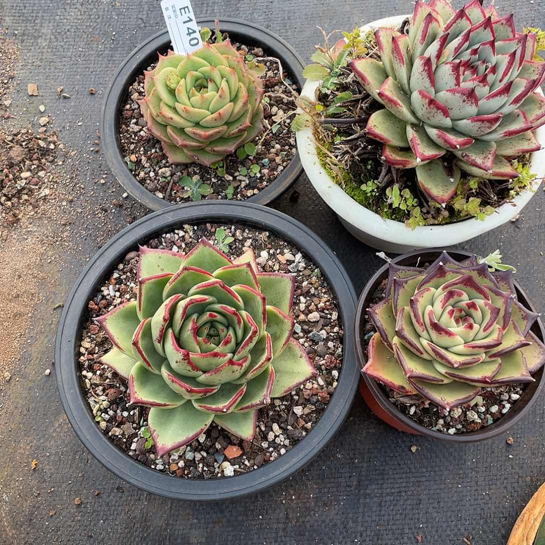 若如东云多肉E140