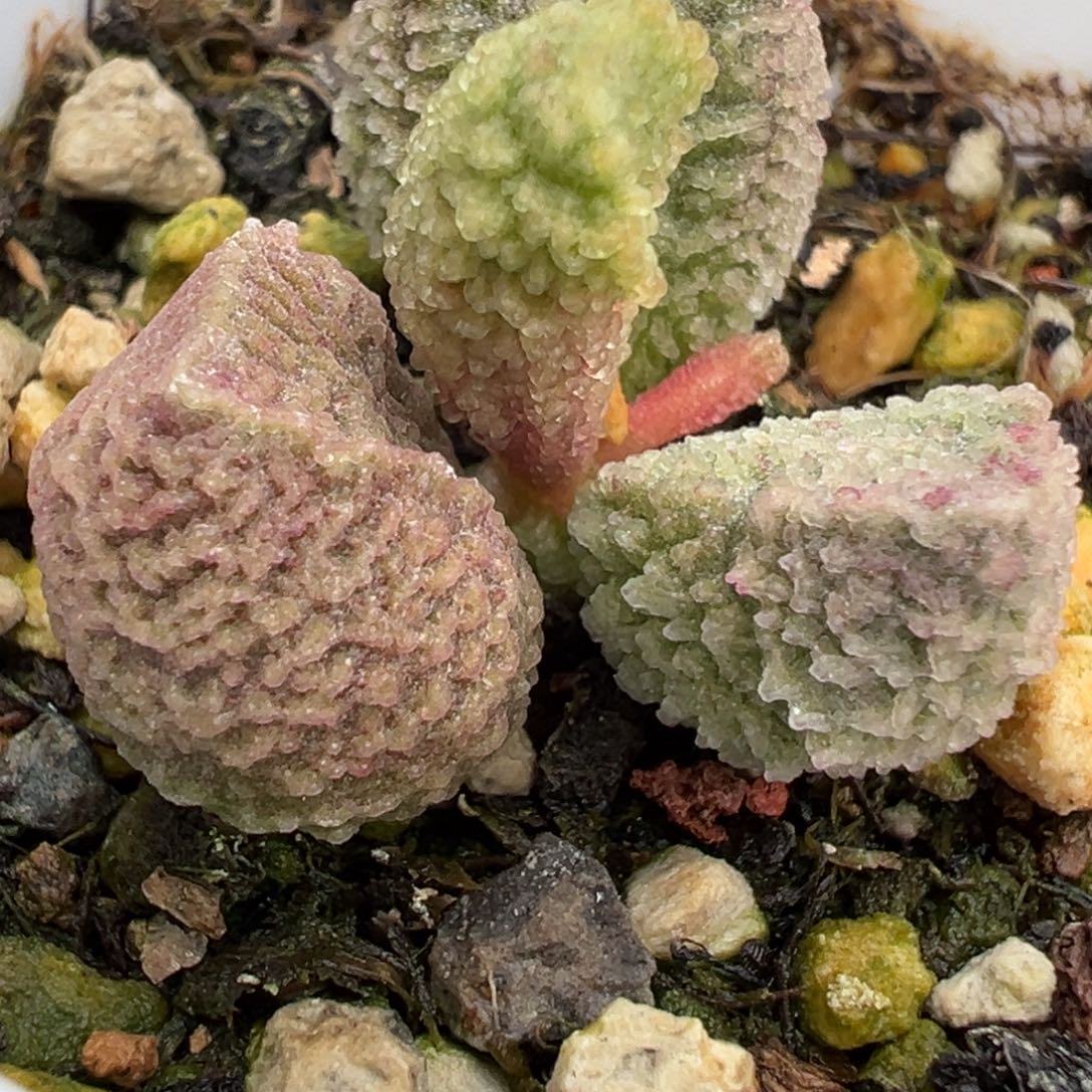 35脑纹实生新品水泡