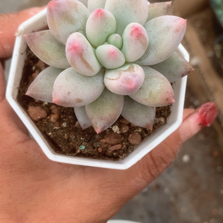 所罗门。。（满9.99包邮不满9.99发叶子）