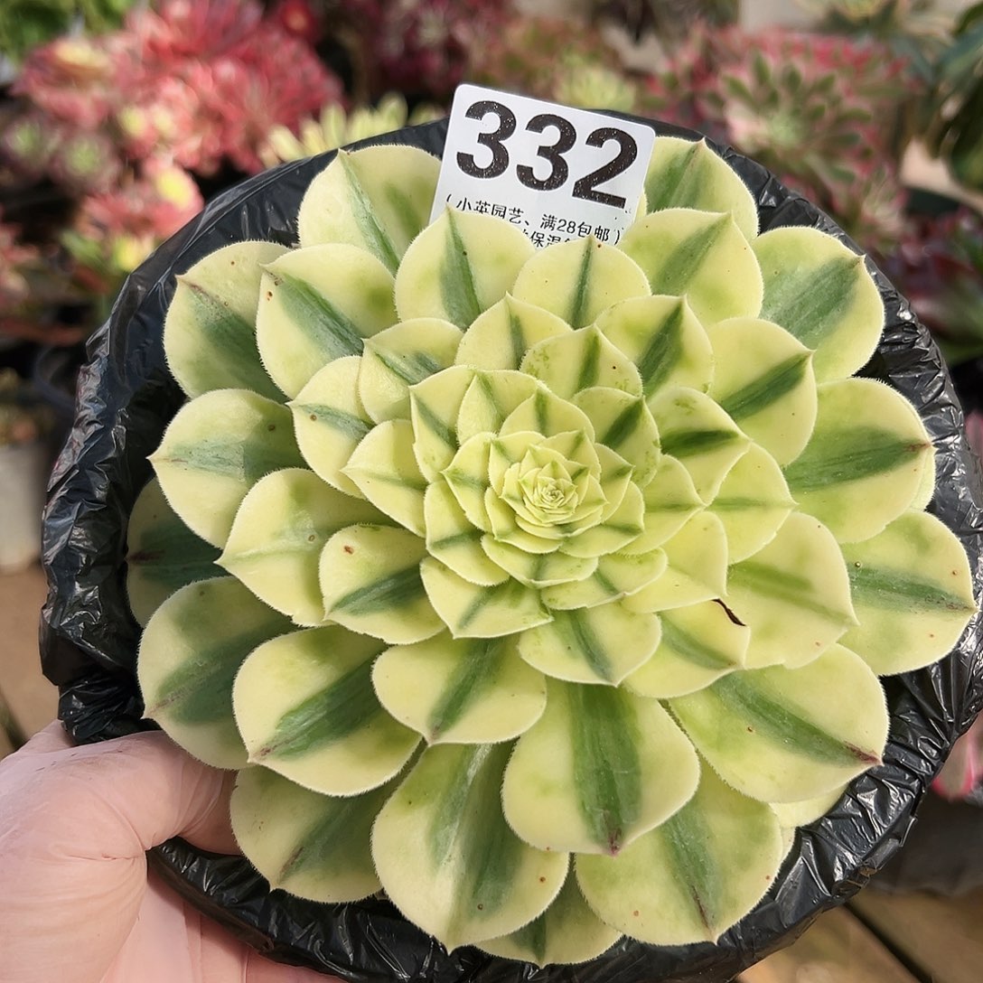 332白雪公主多肉植物多肉植物