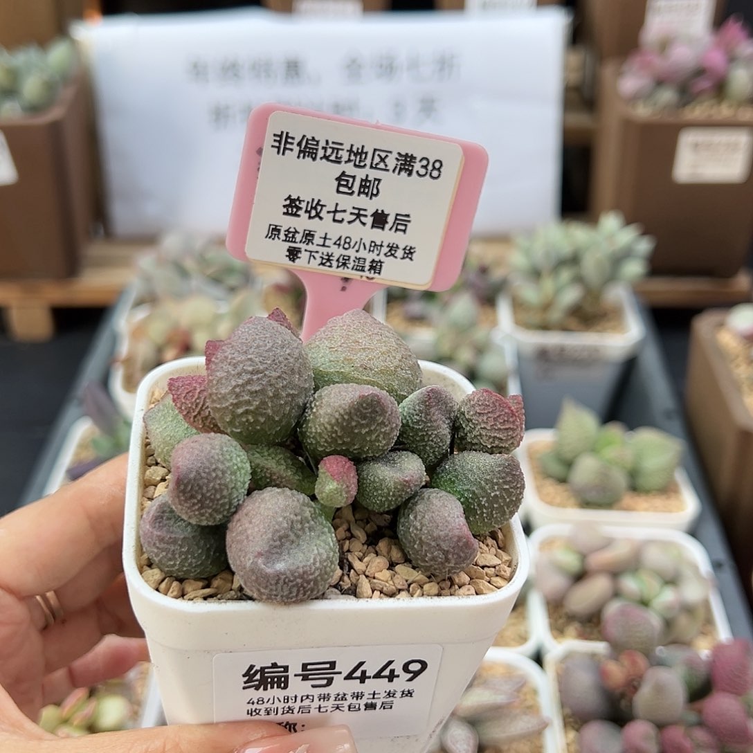 449水蜜桃多肉植物