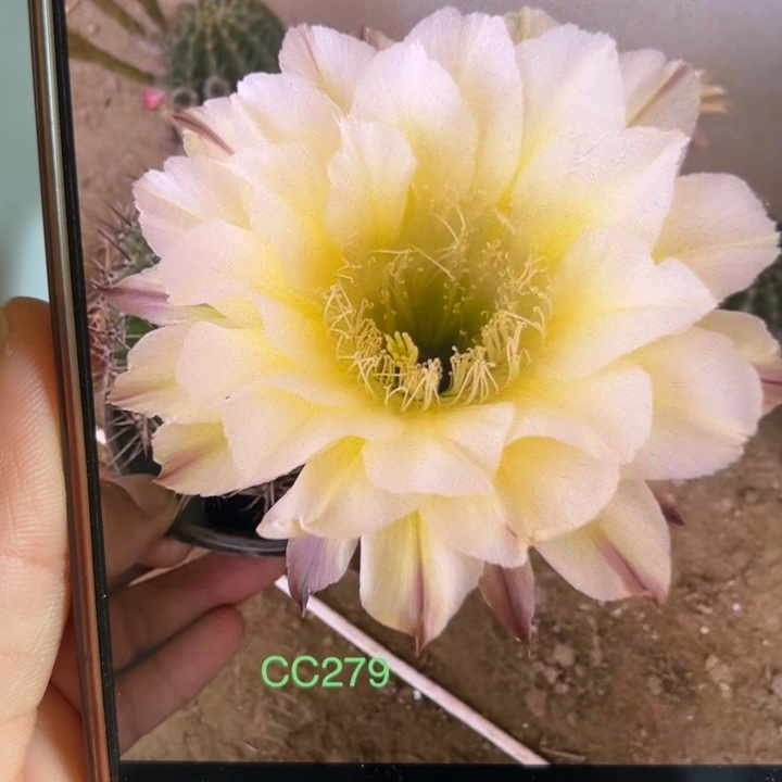 仙人球侧芽歪cc279