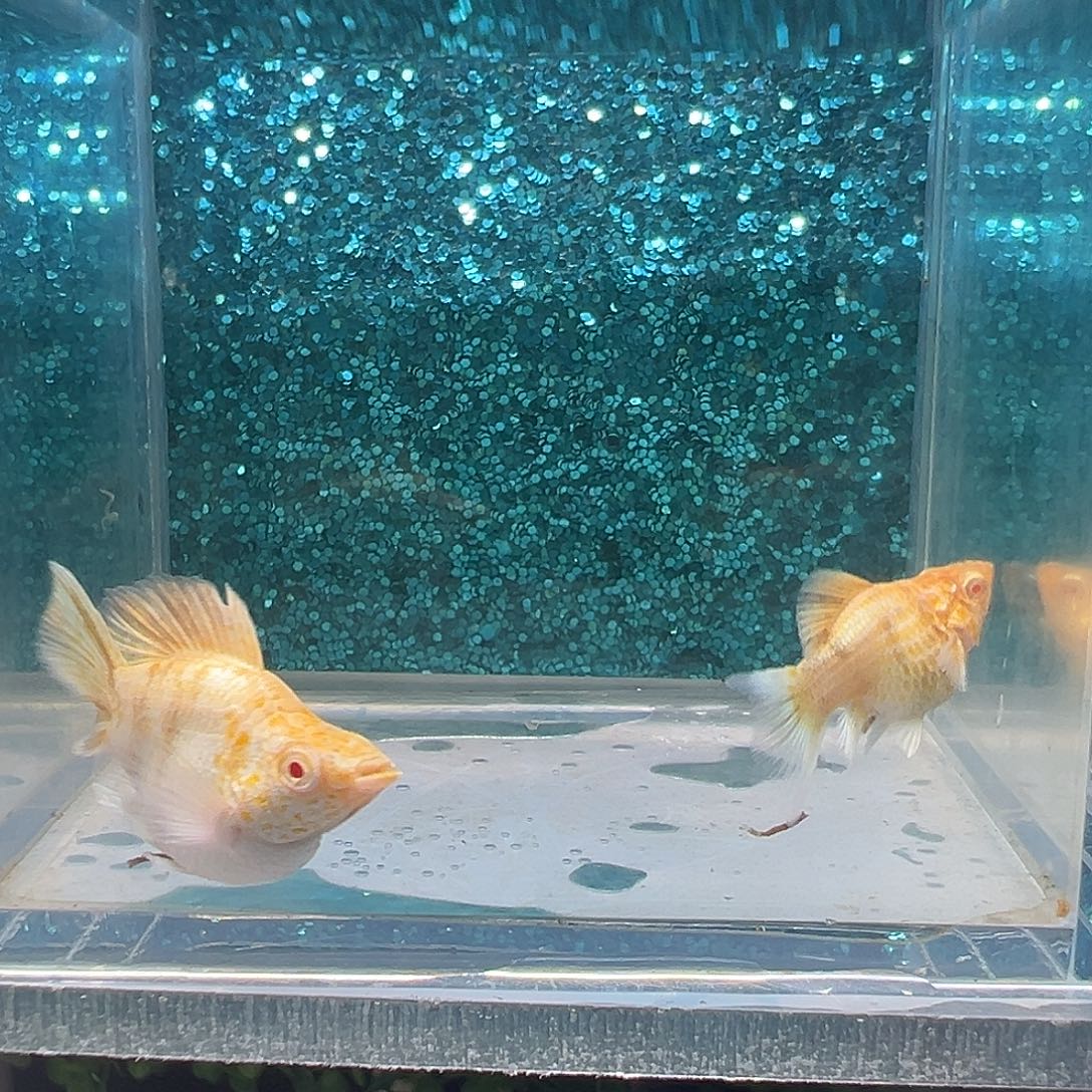 黑玛丽鱼金虎玛丽一对0025