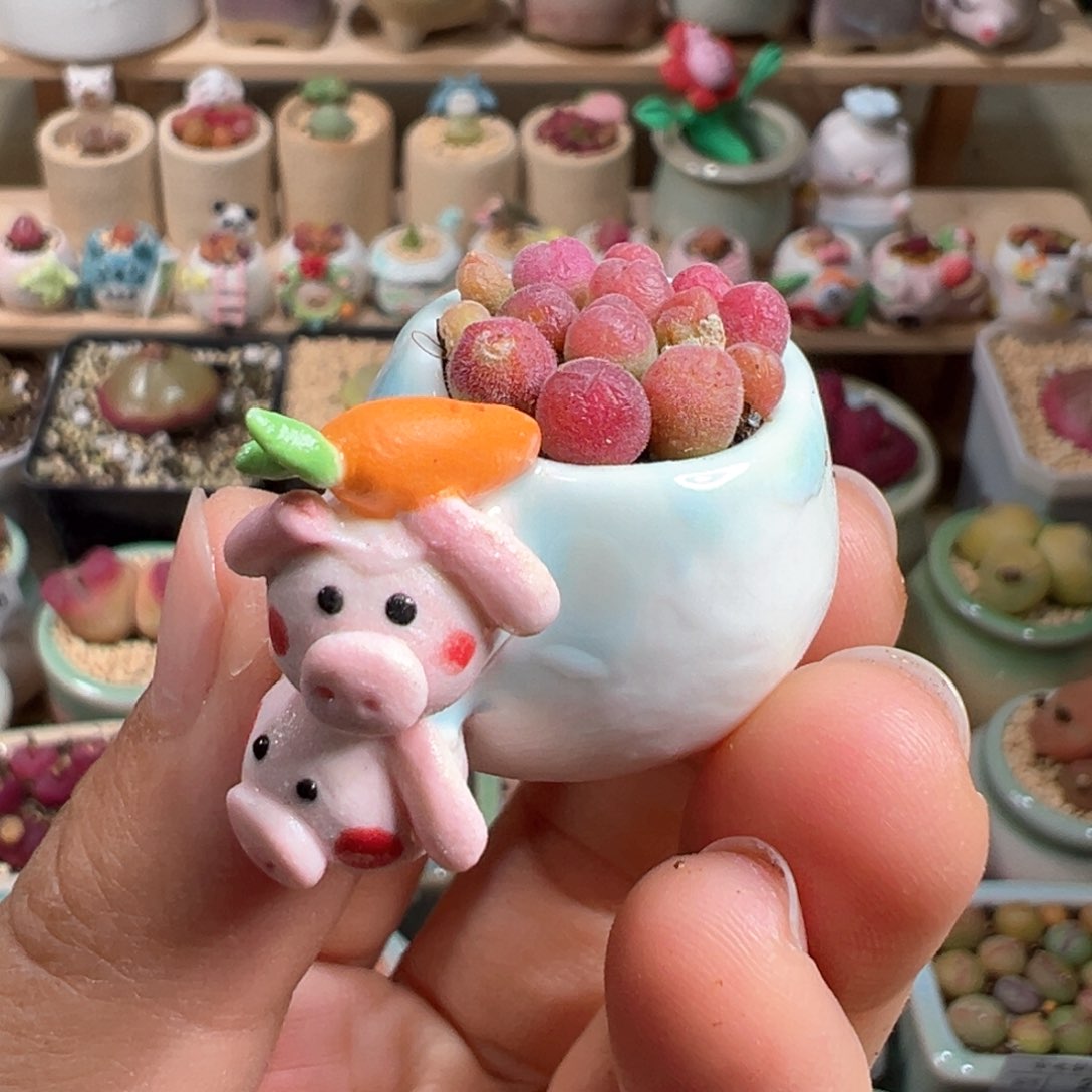 多肉植物40号毛翠滴