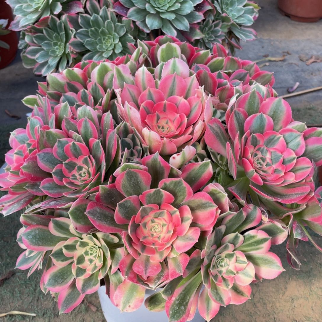 386初恋精品法师多肉