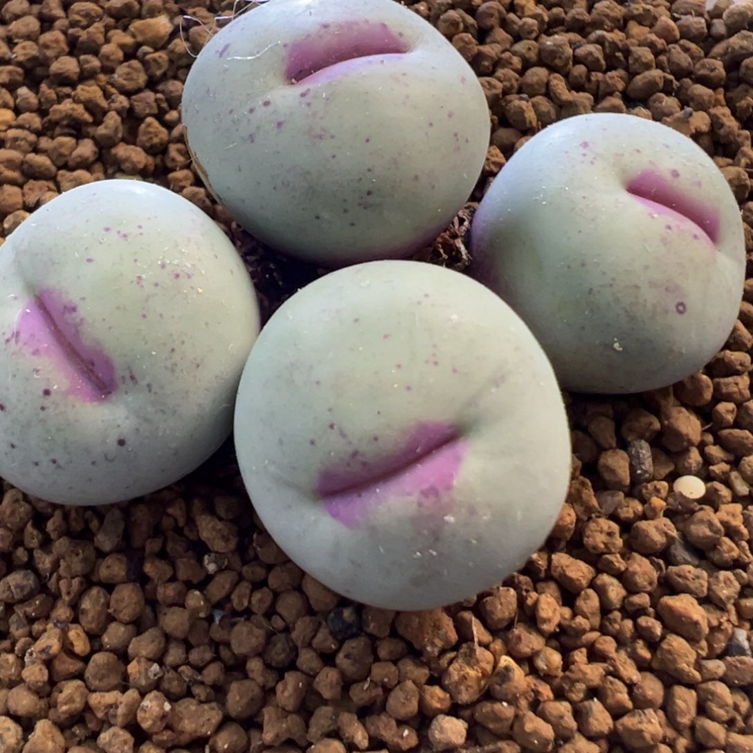 中大型 白皮嘴 肉锥植物