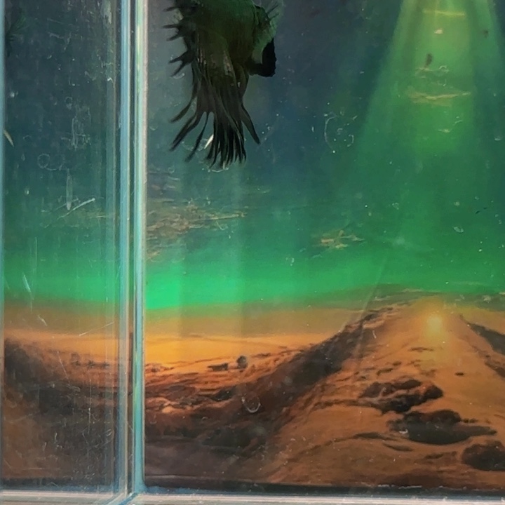 斗鱼我们是个有担当自己