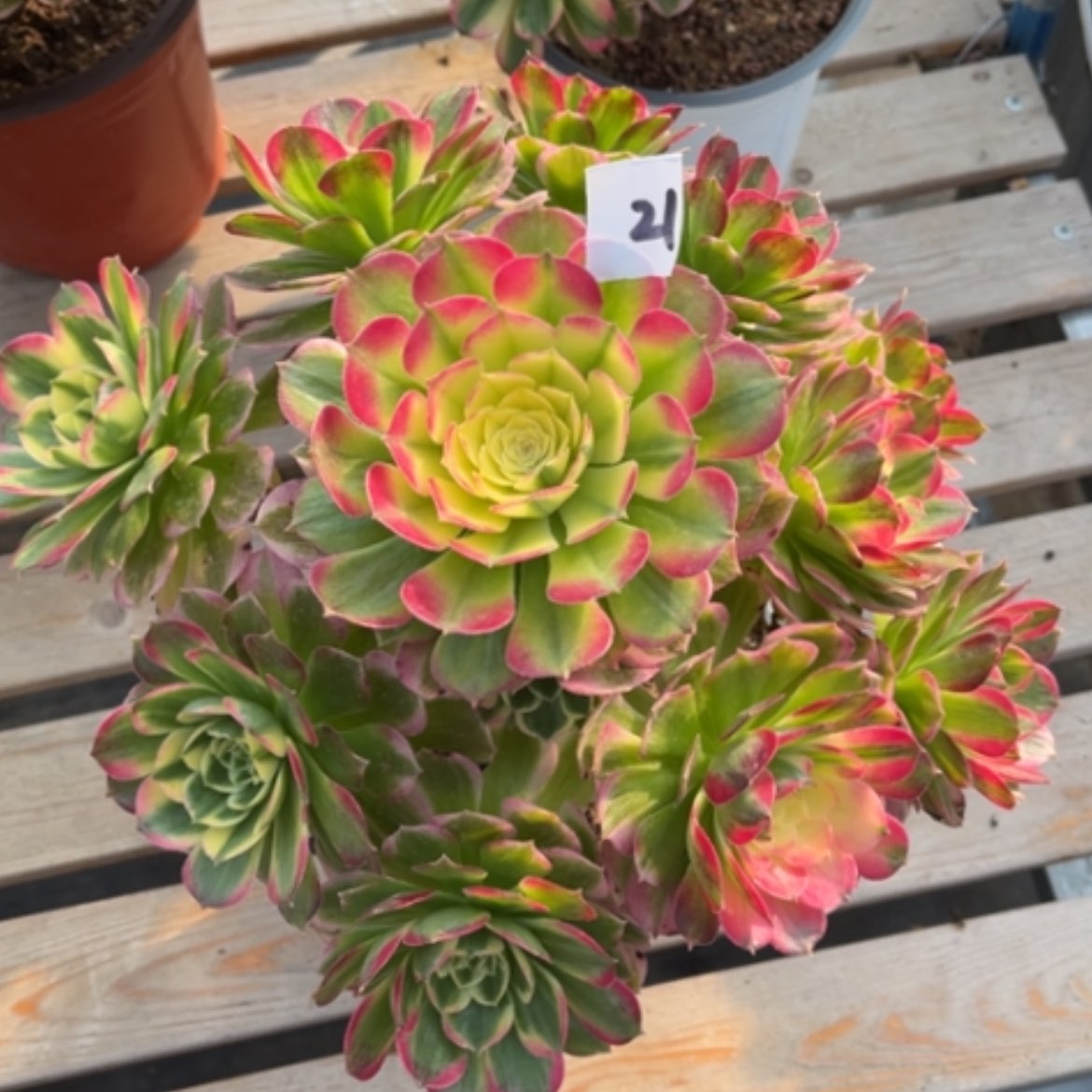 【闪购商品】21海王多肉法师