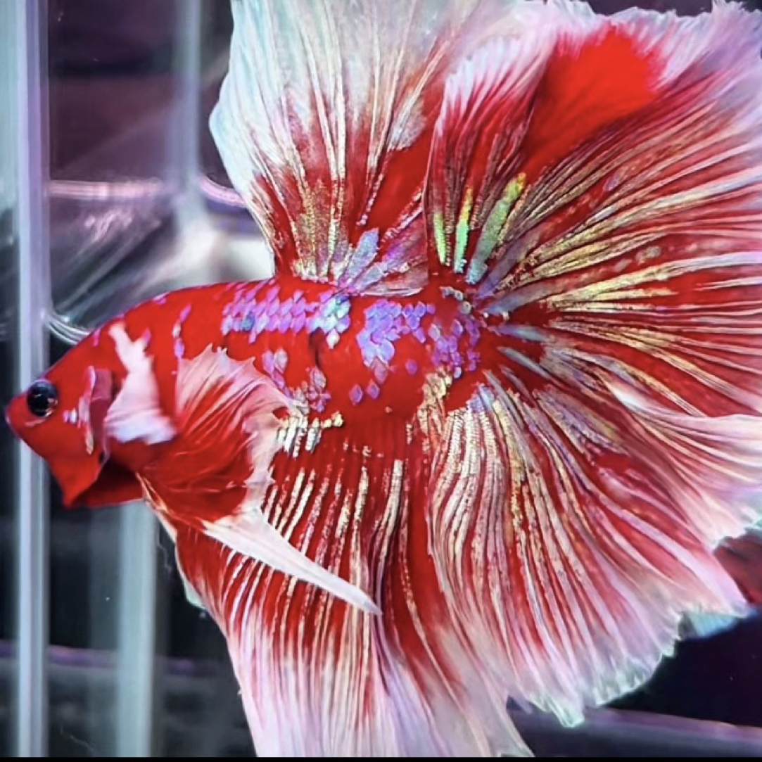 vip直播间选鱼精品斗鱼