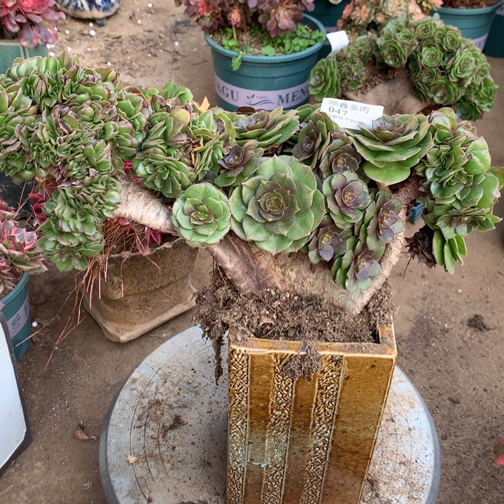 047万缀多肉植物特价