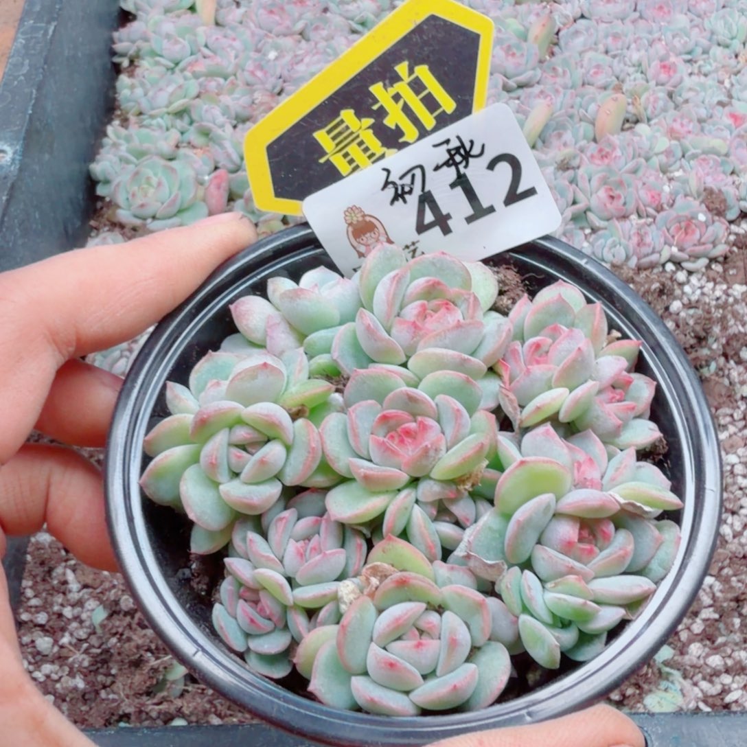 多肉植物多肉植物