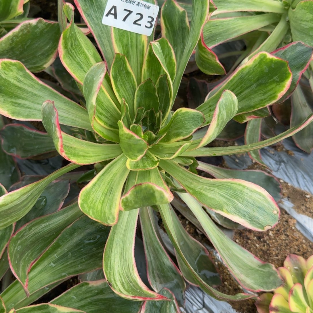 快***边723恶魔之眼。多肉植物