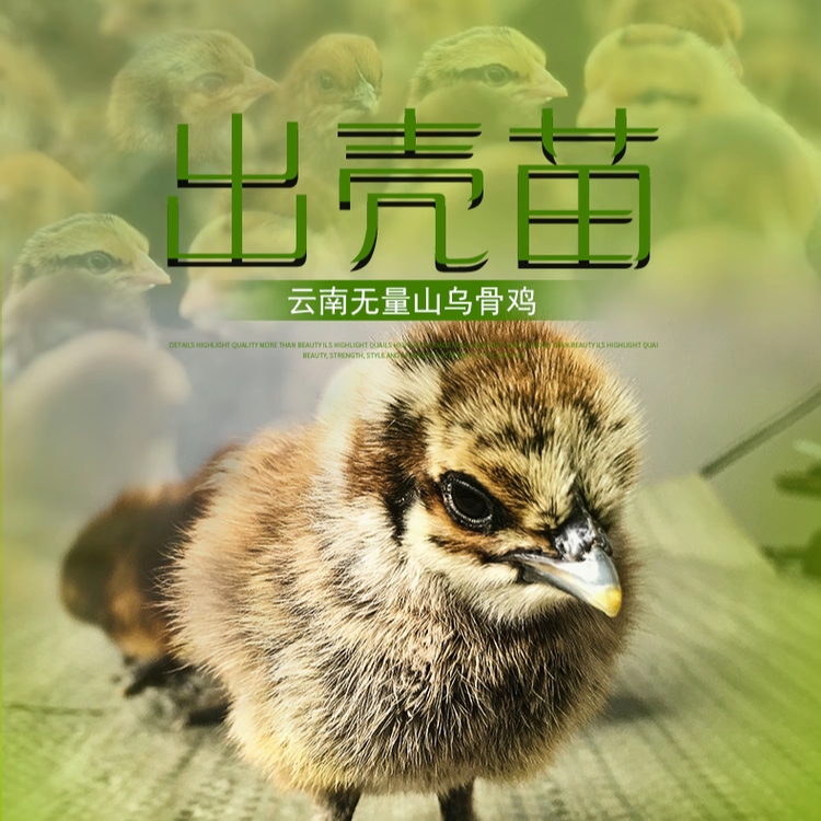 国产婆罗门云南六大名鸡无量山乌骨鸡出壳苗