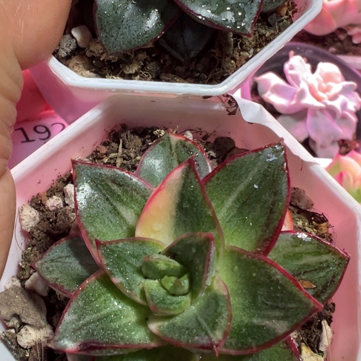 汪***溯麒麟座锦多肉植物1916两盆