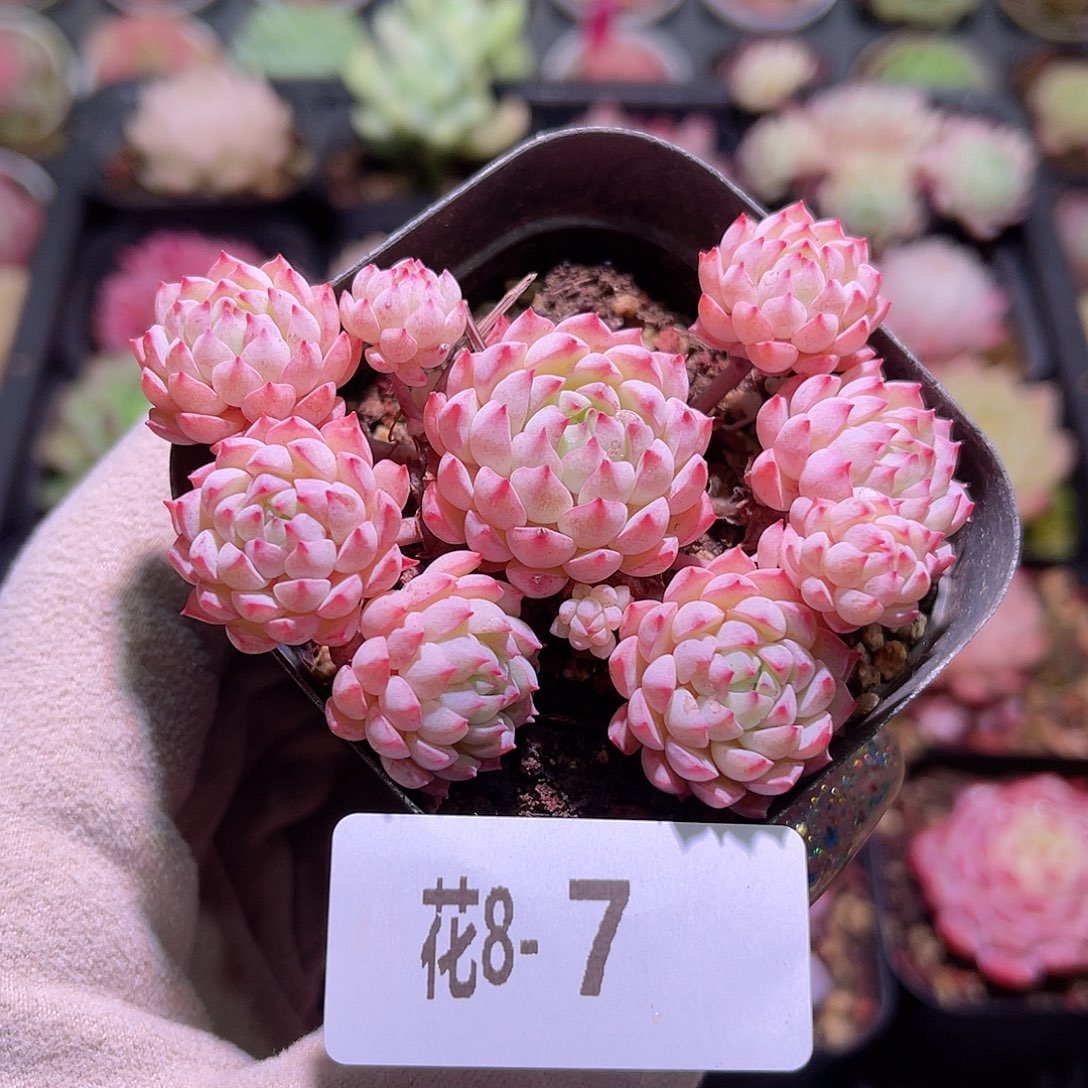 花利美8-7小粉莓