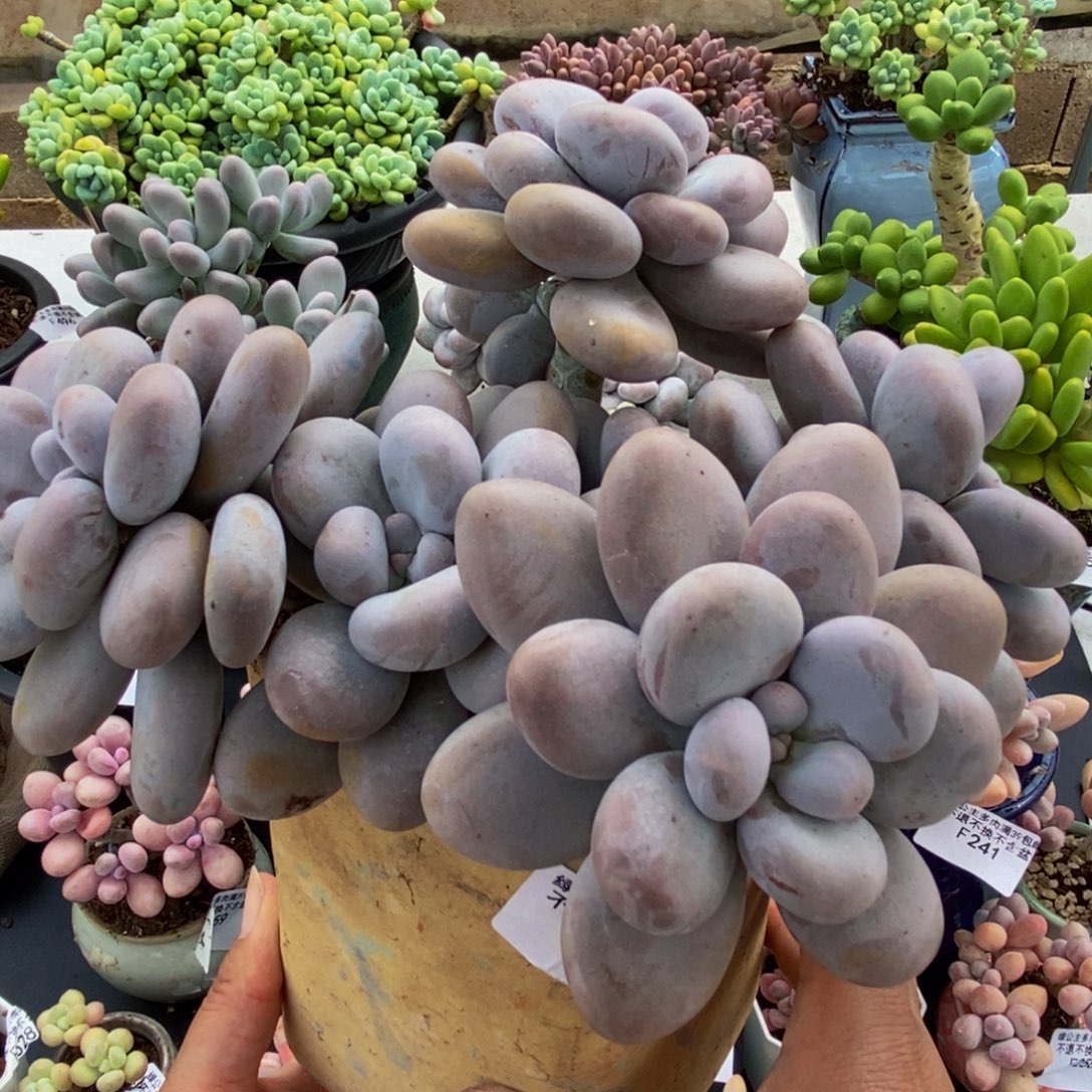 334芭比奶酪17cm多肉