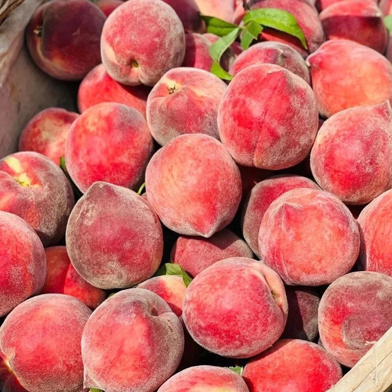 农户自种五月脆桃现摘现发纯甜