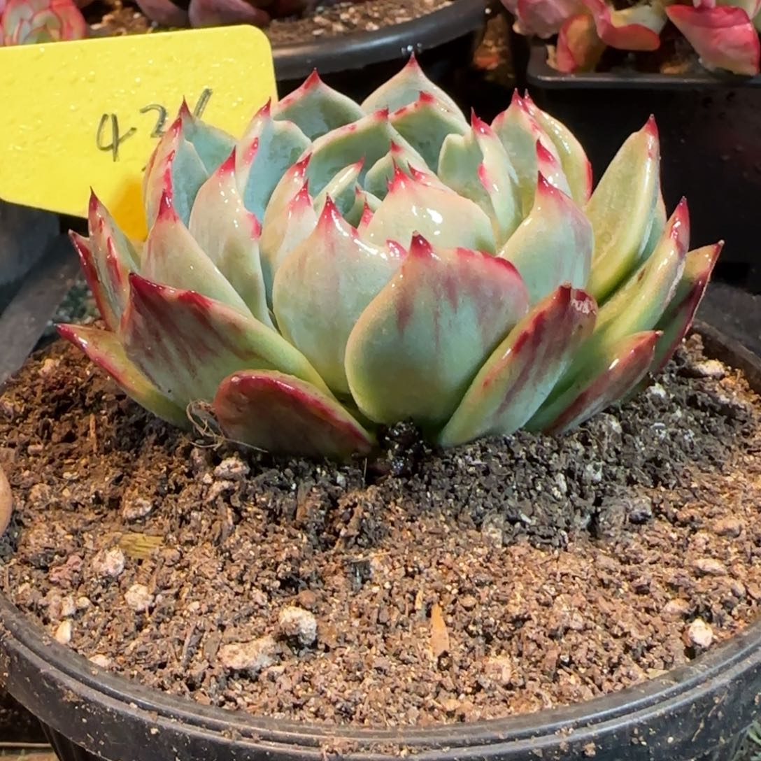 花脸拉丝惊鸿一物一拍包装收缩花436