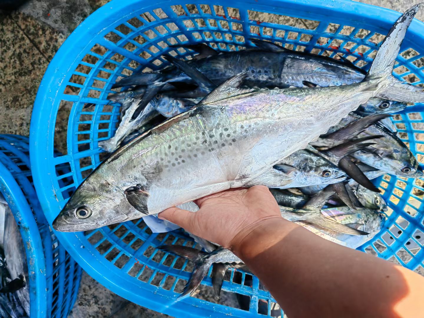 汕尾本港深海新鲜蓝点白腹马鲛鱼肉质鲜嫩