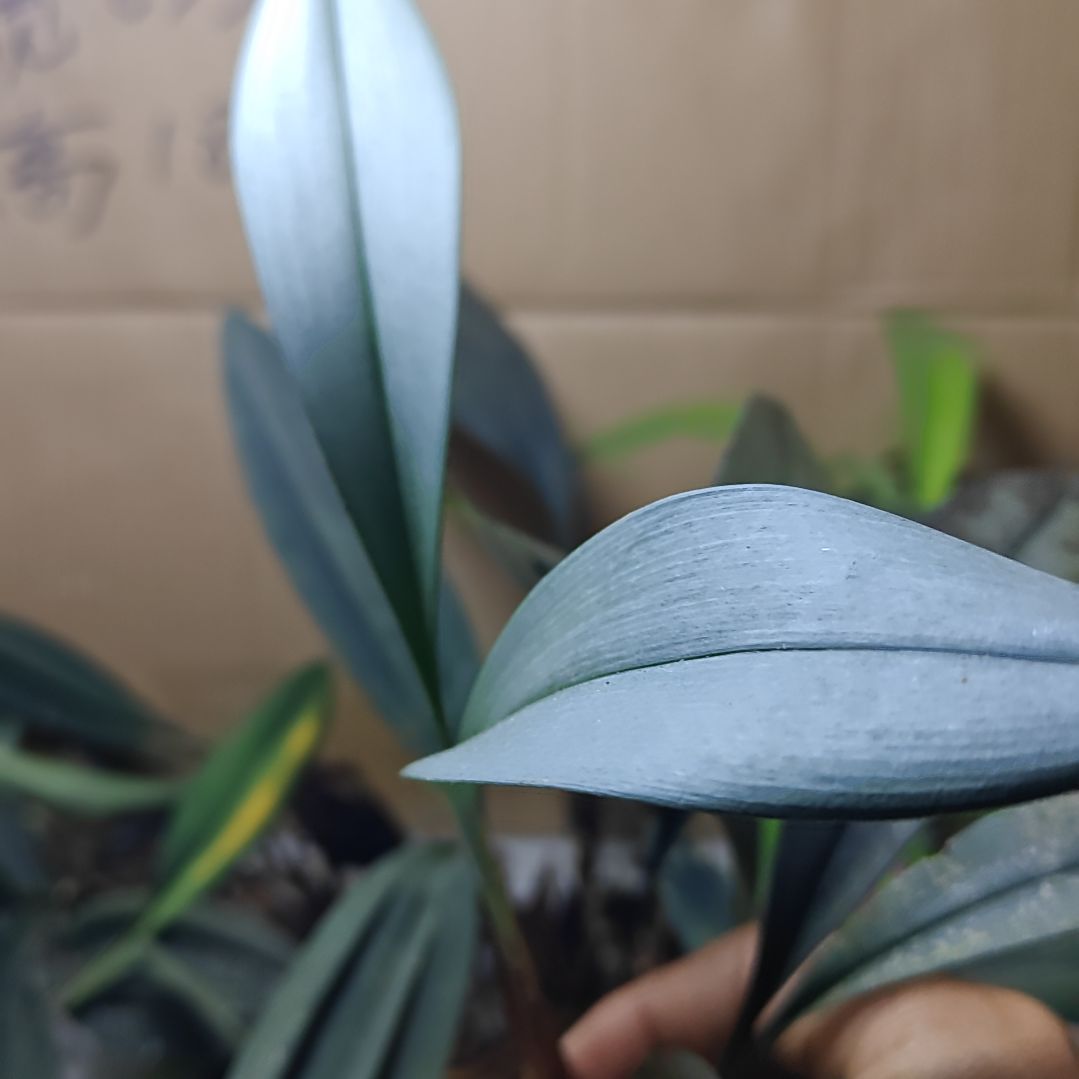 10枝/扎10颗普草大哥。谢大哥的支持，下次光临。