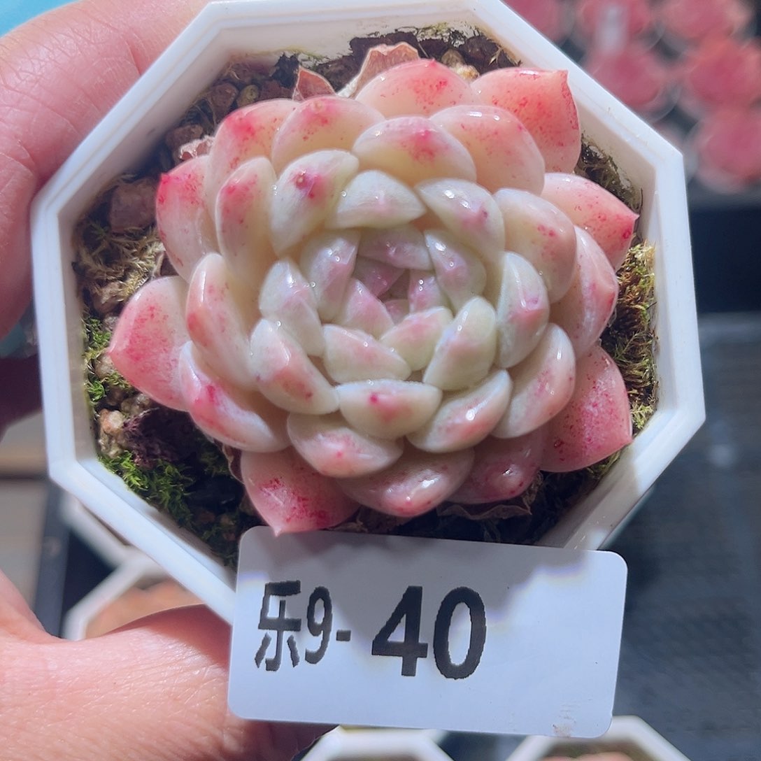 乐9-40 明月心单头